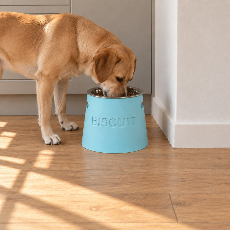 Labrador mangeant dans une gamelle surélevée personnalisée Miawouf bleu glacier gravée Biscuit, dans une cuisine