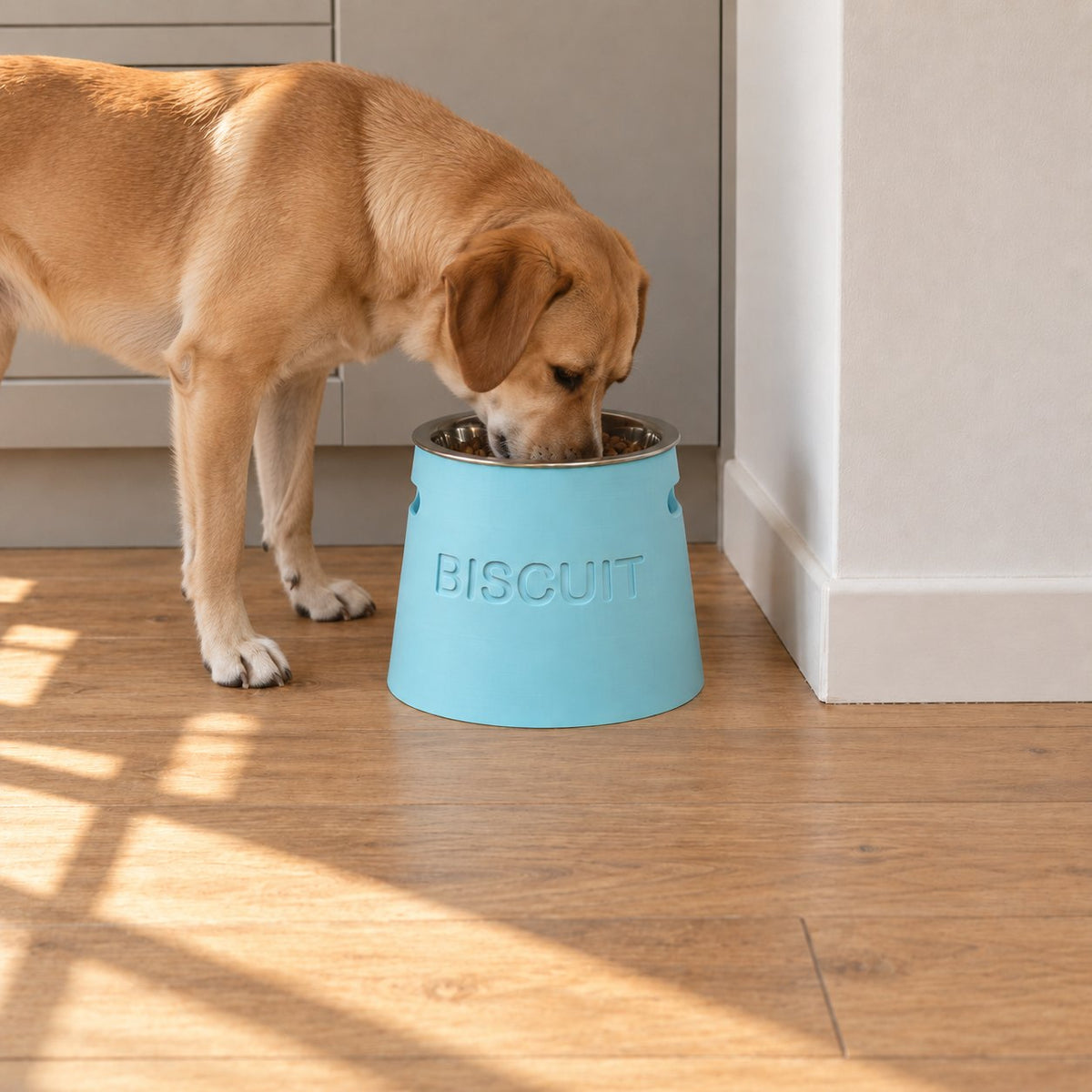 Labrador mangeant dans une gamelle surélevée personnalisée Miawouf bleu glacier gravée Biscuit, dans une cuisine