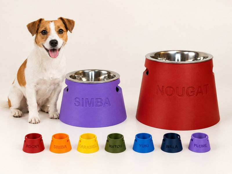 Gamelles surélevées personnalisées Miawouf de différentes tailles à côté d'un Jack Russell, avec les dix coloris disponibles